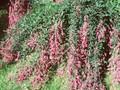 Lespedeza thunbergii Image 1