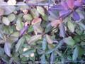 Ligustrum vulgare Image 2