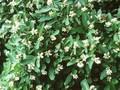 Ligustrum obtusifolium var regelianum Image 1