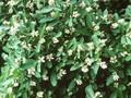 Ligustrum regelianum Image 1