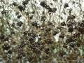 Ligustrum vulgare Image 1