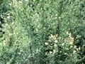 Ligustrum vulgare Atrovirens Compactum Image 1