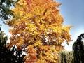 Liquidambar styraciflua Image 2