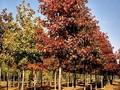Liquidambar styraciflua Image 1