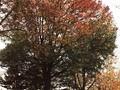 Liquidambar styraciflua Image 3