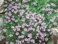 Lithospermum petraeum Image 1