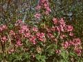 Lunaria biennis Image 1