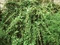 Lycium chinense Image 1