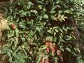Mahonia repens Image 1
