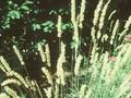 Melica nebrodensis Image 1