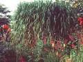 Miscanthus japonicus Image 1