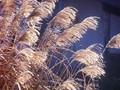 Miscanthus sinensis Condensatus Image 1