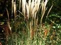 Miscanthus sinensis Gracillimus Image 1