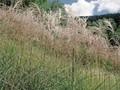 Miscanthus sinensis Graziella Image 1