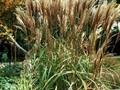 Miscanthus sinensis Malepartus Image 1