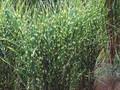 Miscanthus sinensis Strictus Image 1