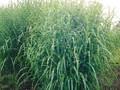Miscanthus sinensis Zebrinus Image 1