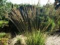 Molinia arundinacea Strahlenquelle Image 1