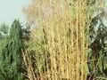 Molinia arundinacea Windspiel Image 1