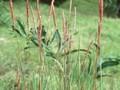 Molinia caerulea Image 1
