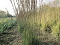 Molinia caerulea Moorhexe Image 1