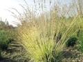 Molinia caerulea Variegata Image 1