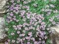 Moltkia petraea Image 1