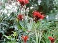 Monarda Cambridge Scarlet Image 1