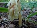 Monotropa hypopitys Image 1