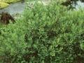 Myrica gale Image 1
