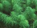 Myriophyllum aquaticum Image 1