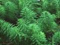 Myriophyllum brasiliense Image 1