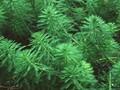 Myriophyllum proserpinacoides Image 1