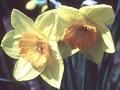 Narcissus Garden Charm Image 1