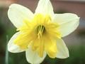 Narcissus Printal Image 1