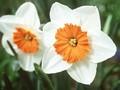 Narcissus Professor Einstein Image 1