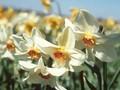 Narcissus Queen Of Narcissi Image 1