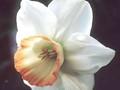 Narcissus Rainbow Image 1