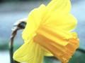 Narcissus Red Arrow Image 1