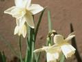 Narcissus Rippling Waters Image 1