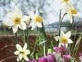 Narcissus Roger Image 1