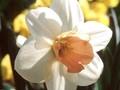 Narcissus Romance Image 1