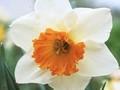 Narcissus Royal Orange Image 1