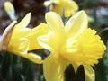 Narcissus Royal Victory Image 1