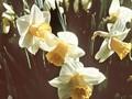 Narcissus Salome Image 1