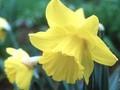 Narcissus Scoreline Image 1