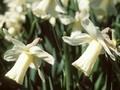 Narcissus Silent Valley Image 1