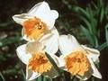 Narcissus Soestdijk Image 1