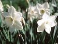 Narcissus Stainless Image 1