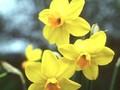 Narcissus Starfire Image 1
